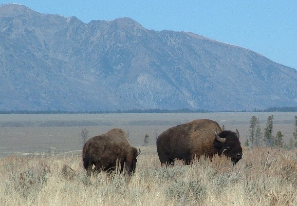 buffalo